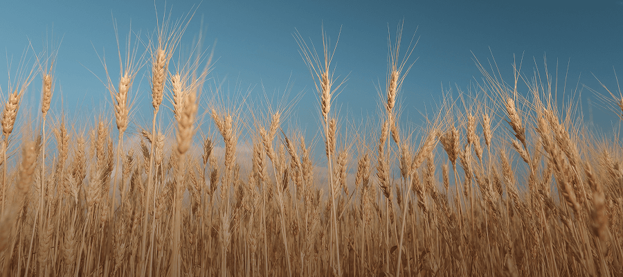 Pressmeddelande 24 februari 2026: 20 ideella organisationer bakom ny insamling på 100 miljoner till Ukraina